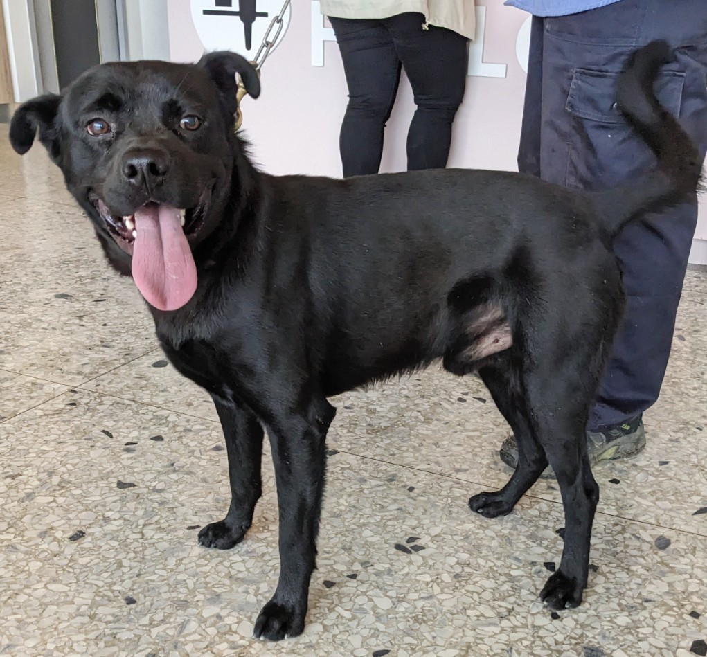花蓮縣已領養狗 混種犬