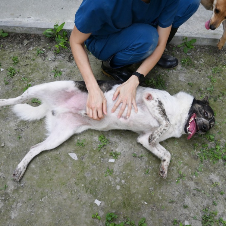花蓮縣已領養狗 混種犬