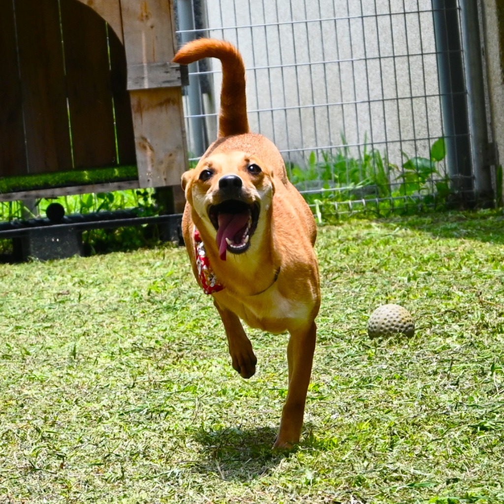 花蓮縣已領養狗 混種犬