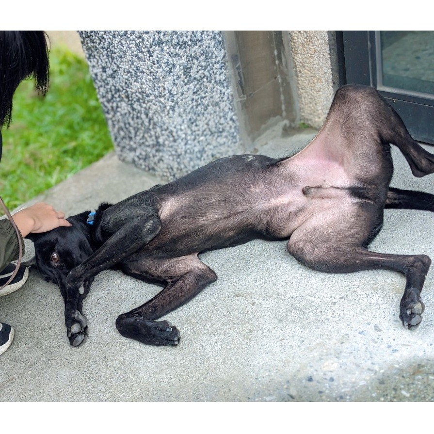 花蓮縣已領養狗 混種犬