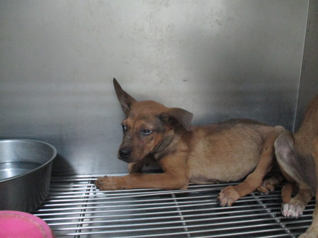 高雄市已領養狗 混種犬