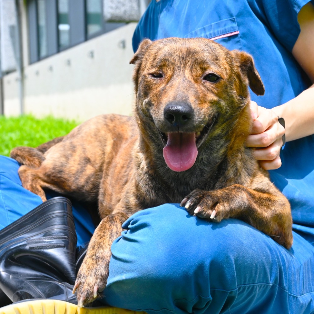 花蓮縣已領養狗 混種犬