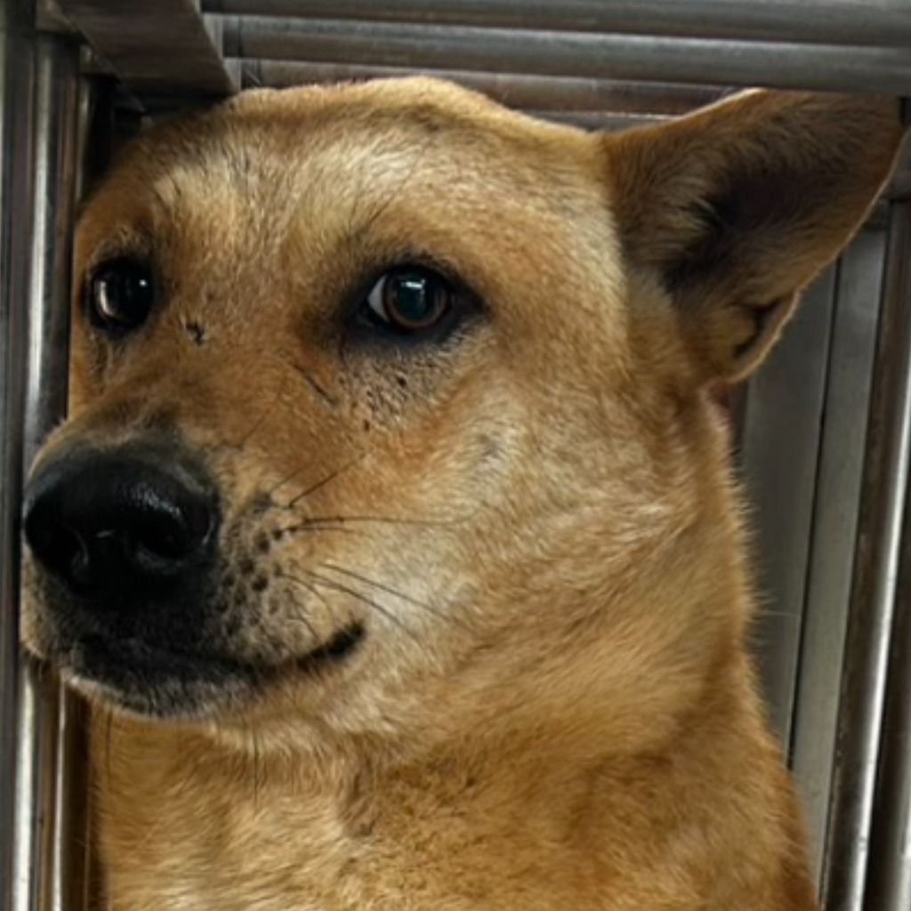 澎湖縣已領養狗 混種犬