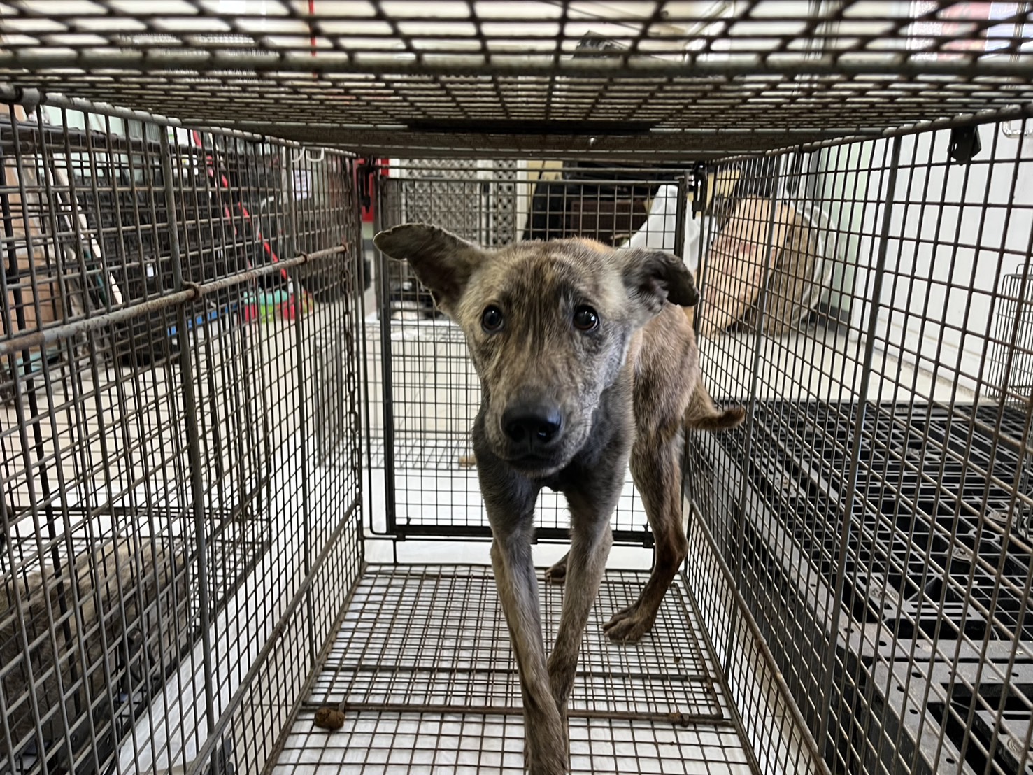 金門縣已領養狗 混種犬