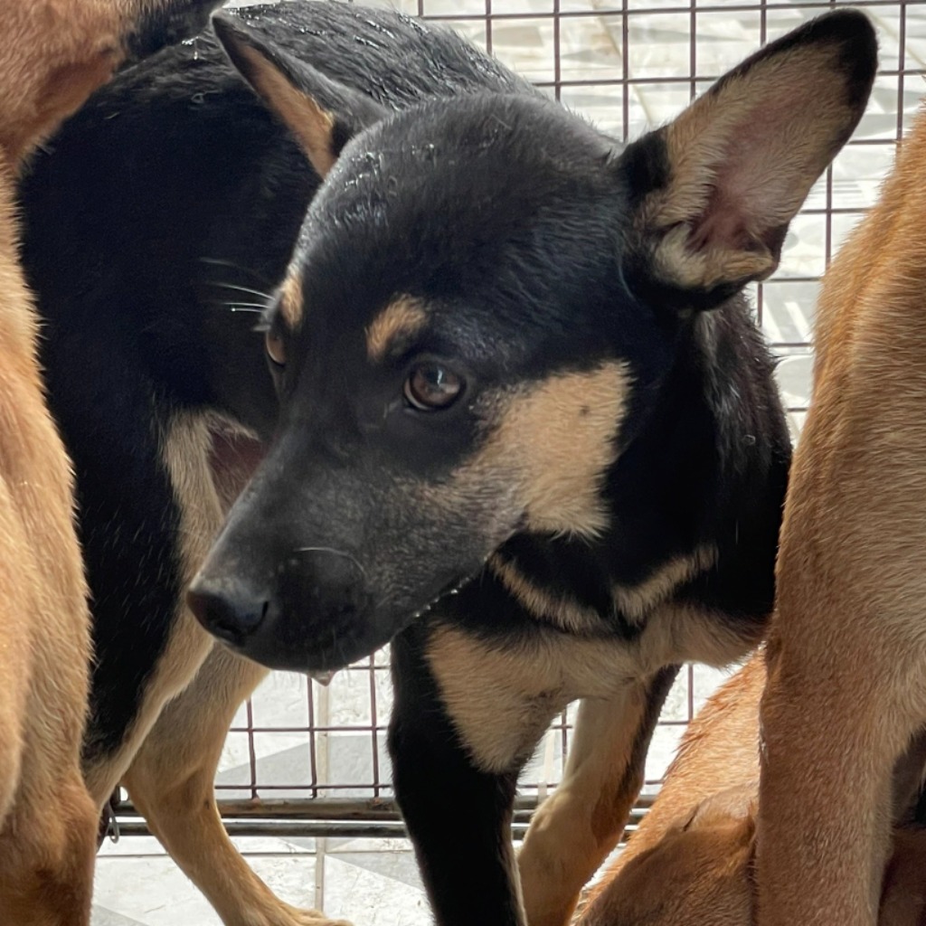 苗栗縣已領養狗 混種犬