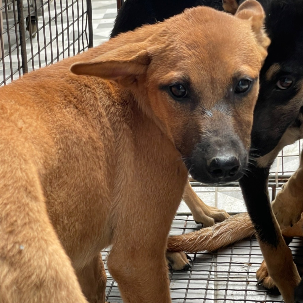 苗栗縣已領養狗 混種犬