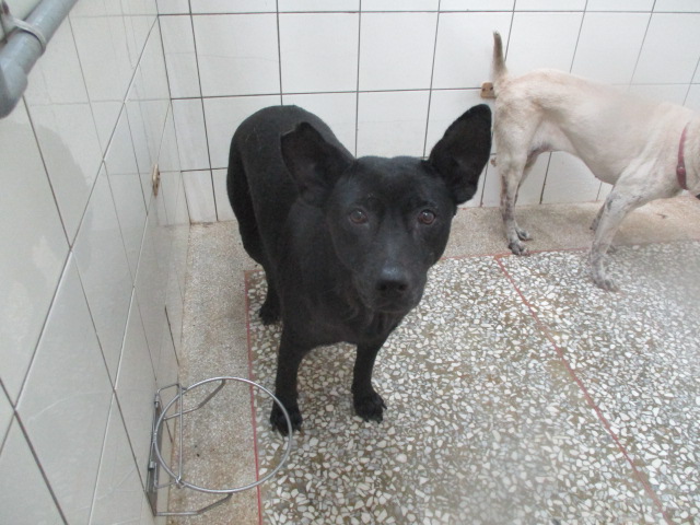 高雄市已領養狗 混種犬