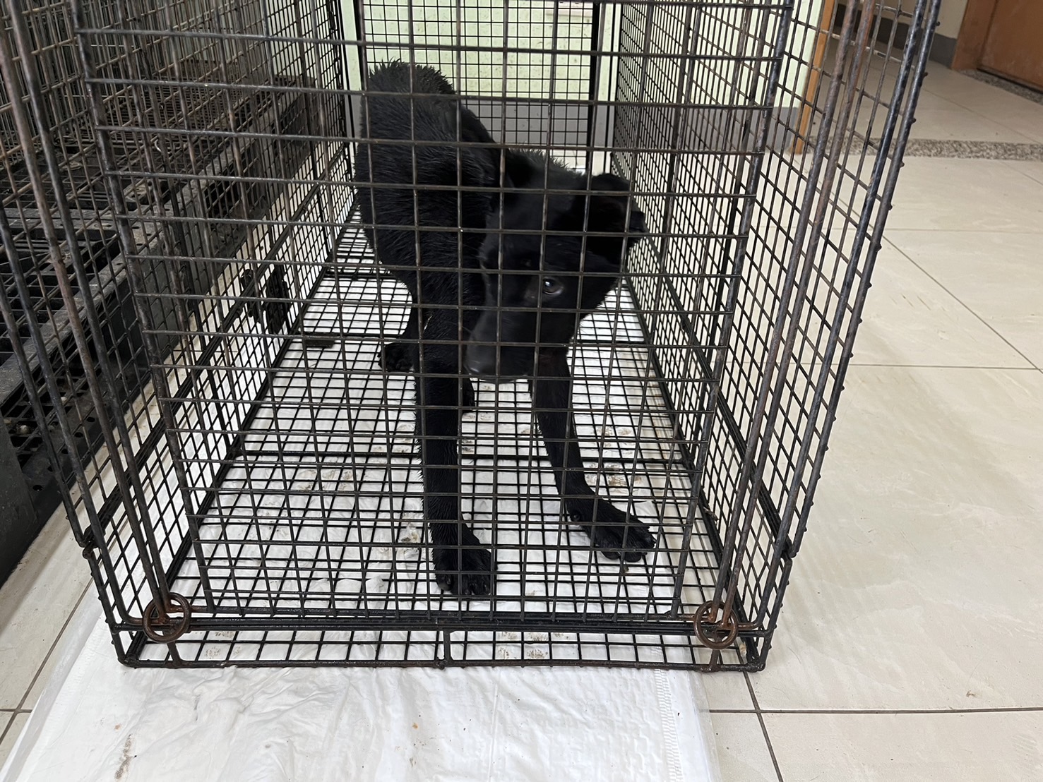 金門縣已領養狗 混種犬
