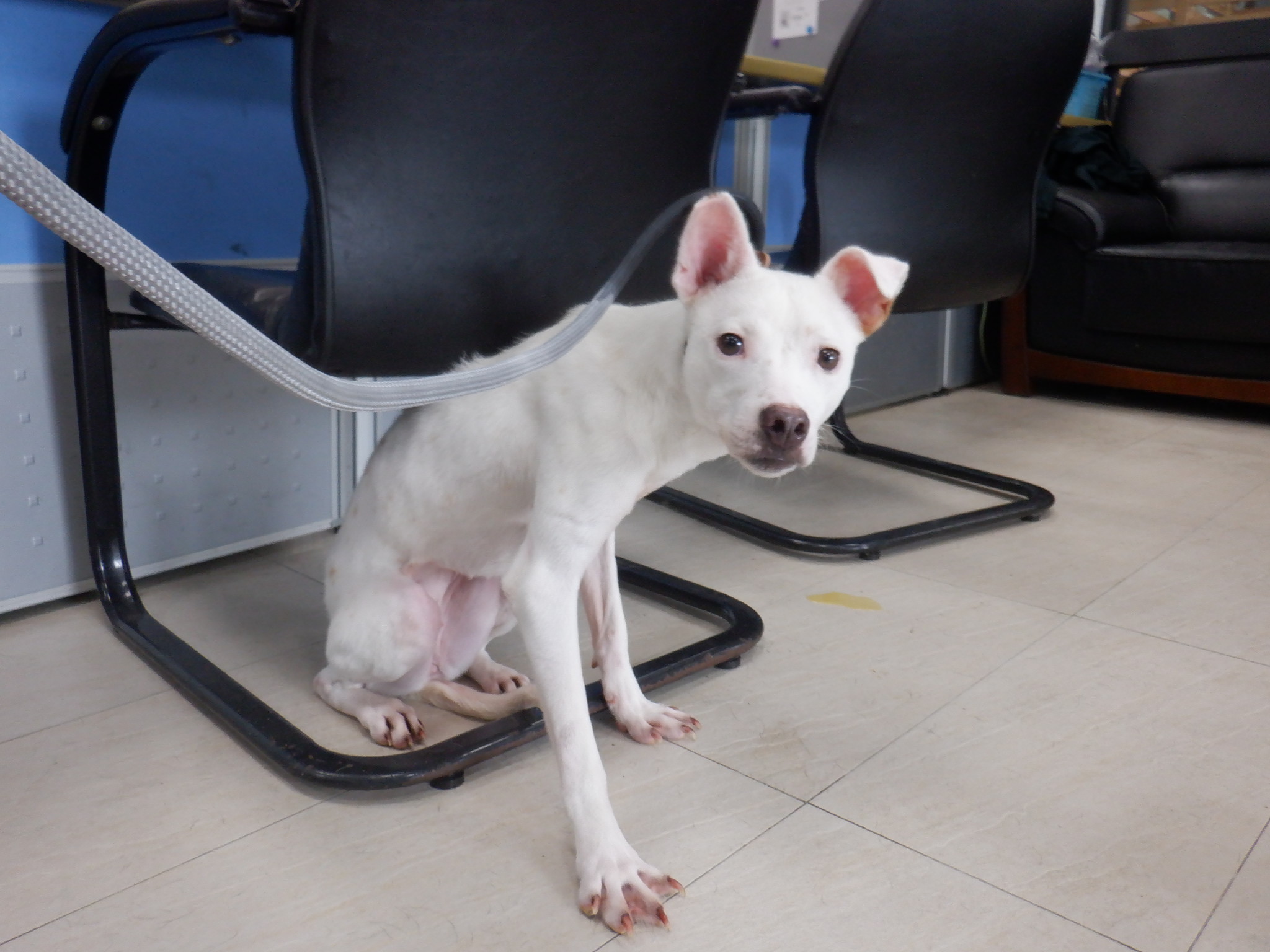 南投縣已領養狗 混種犬