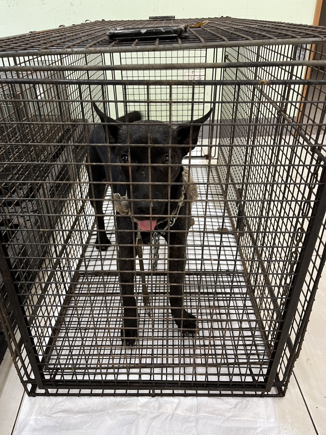 金門縣待認養狗 混種犬