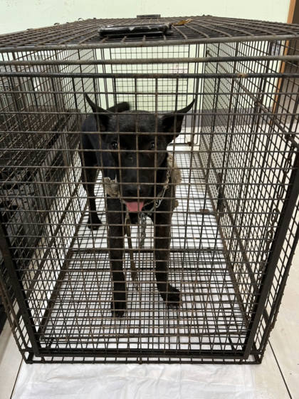 金門縣待認養狗｜混種犬｜黑色｜母