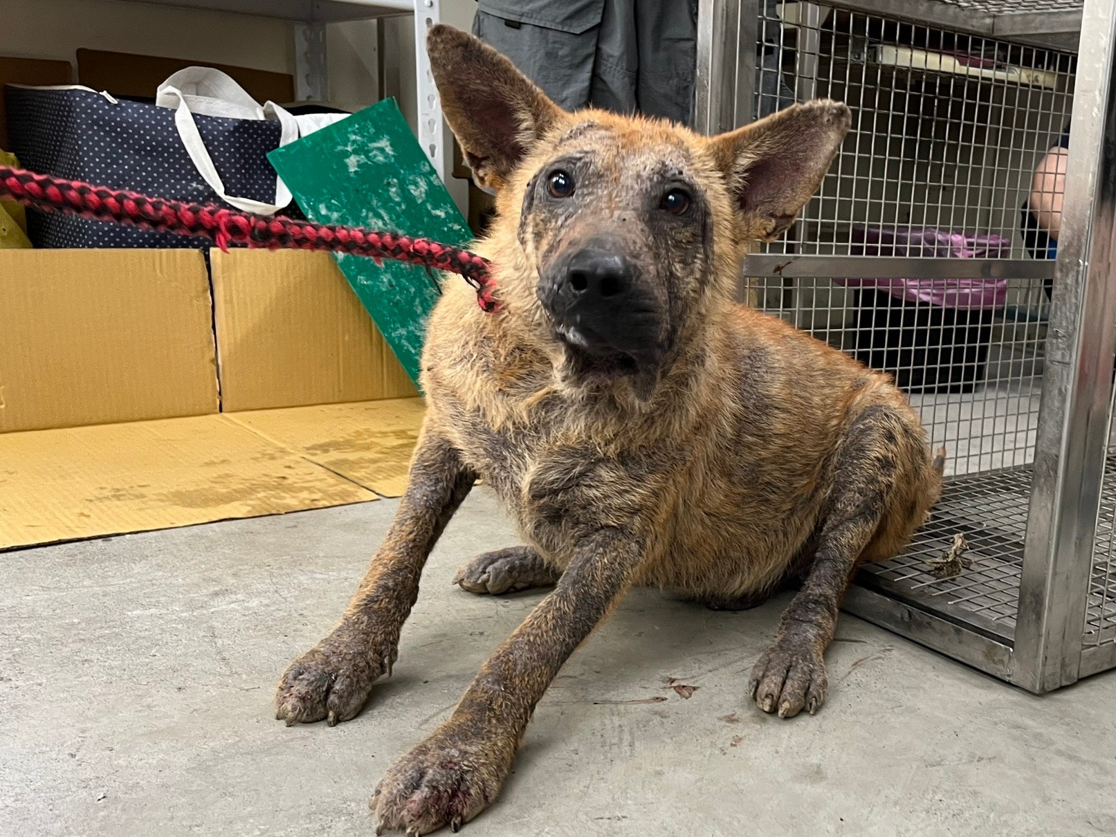 台北市已領養狗 混種犬