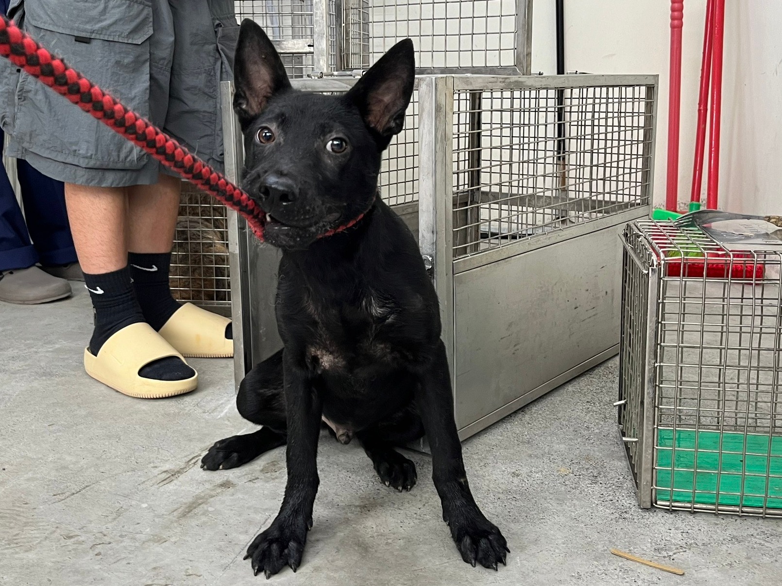 台北市已領養狗 混種犬
