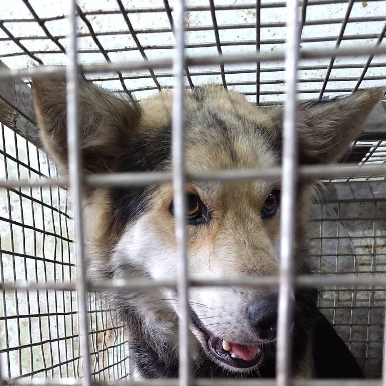 台南市已領養狗 混種犬
