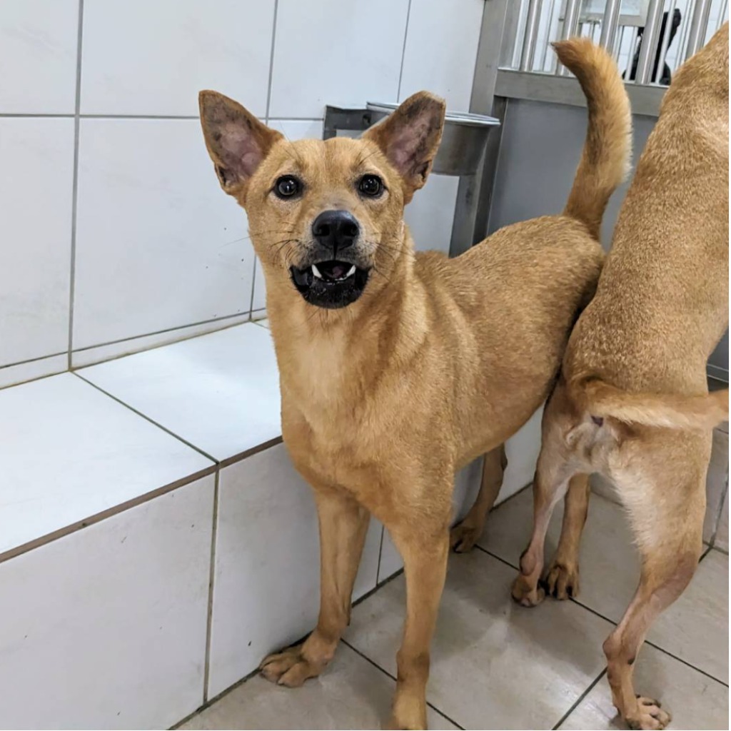 新竹縣已領養狗 混種犬