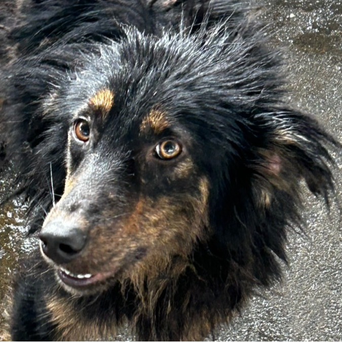 澎湖縣已領養狗 混種犬