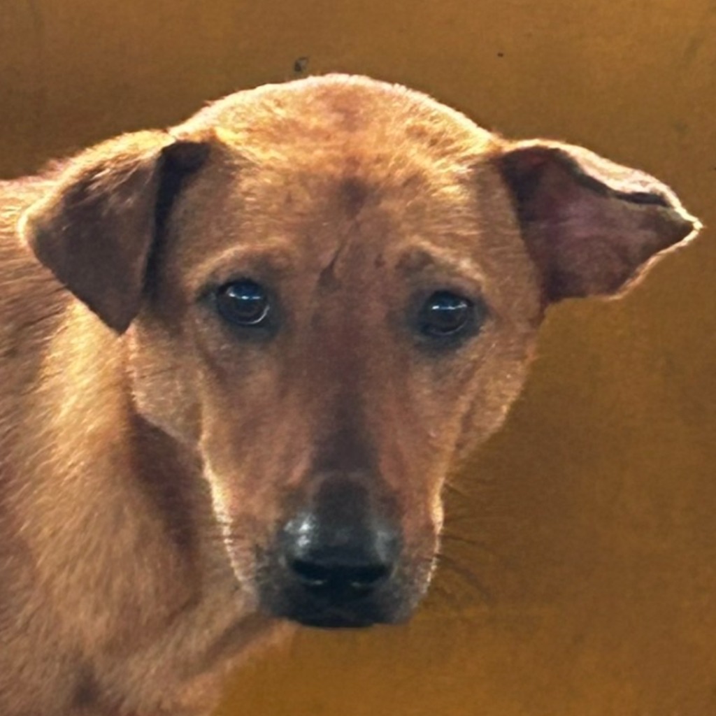 澎湖縣已領養狗 混種犬