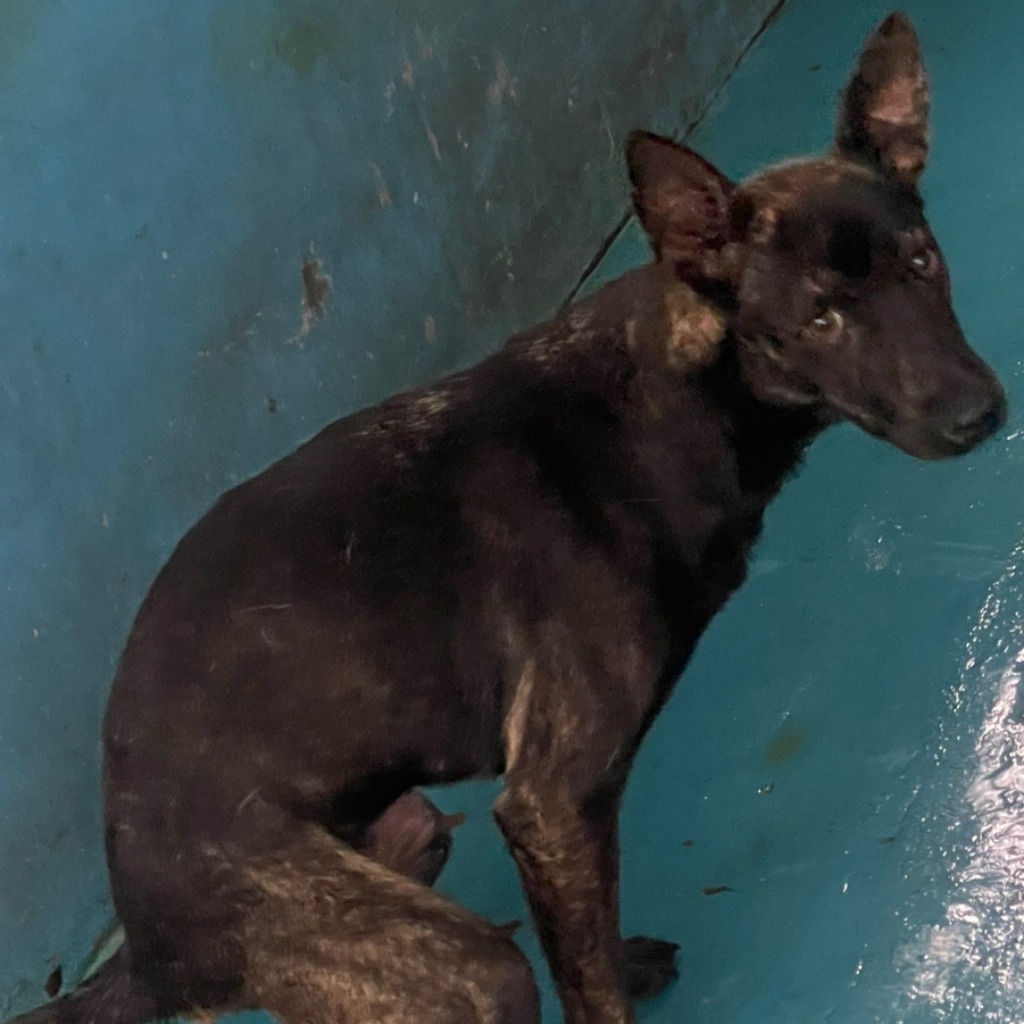 苗栗縣已領養狗 混種犬