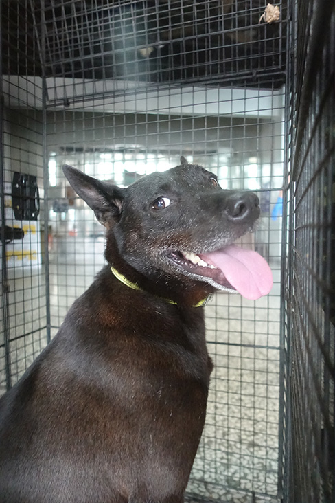宜蘭縣已領養狗 混種犬