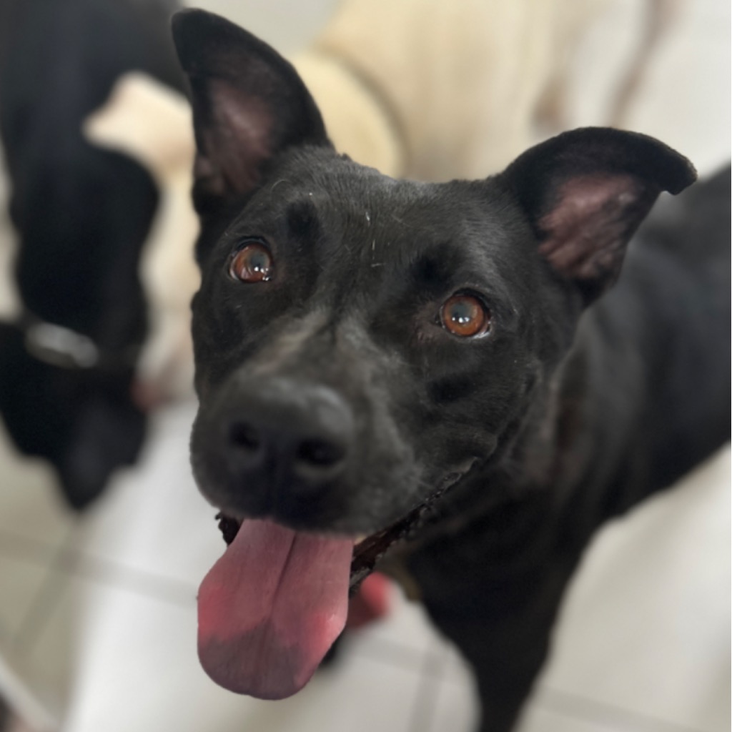 澎湖縣已領養狗 混種犬