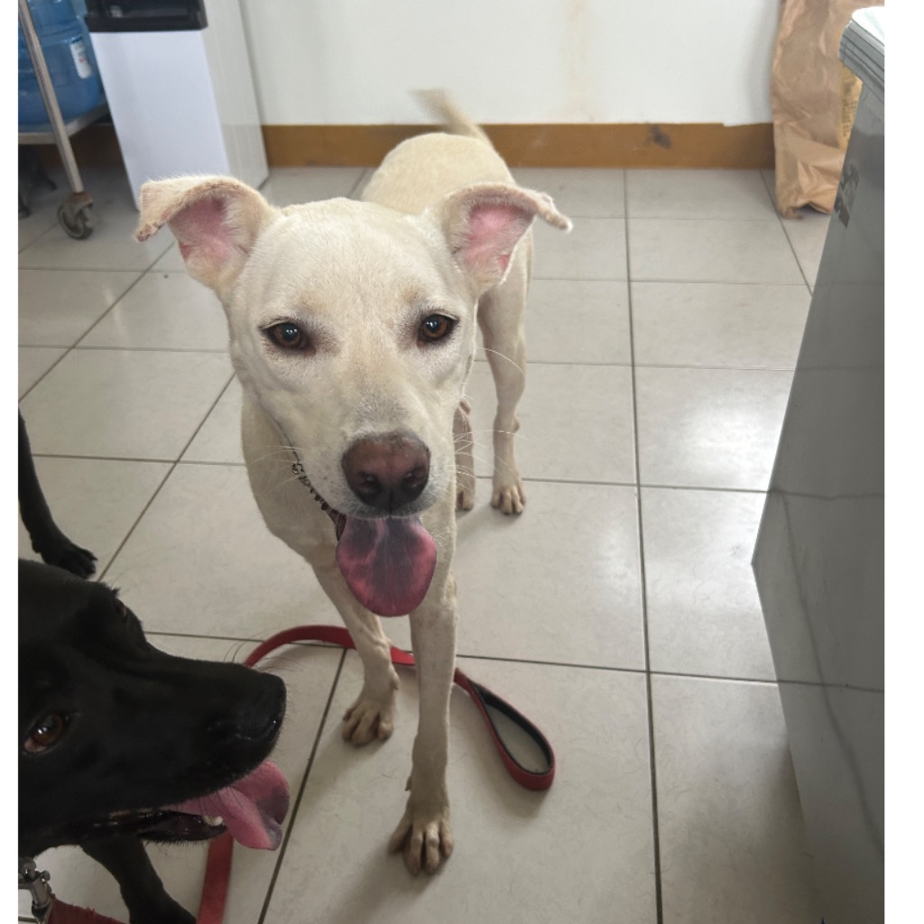 澎湖縣已領養狗 混種犬