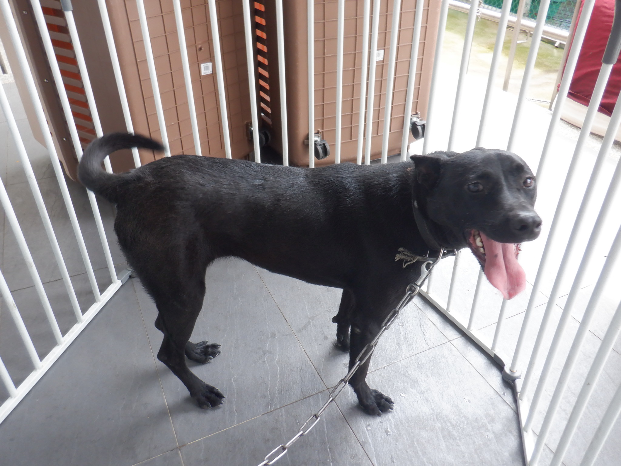 南投縣已領養狗 混種犬