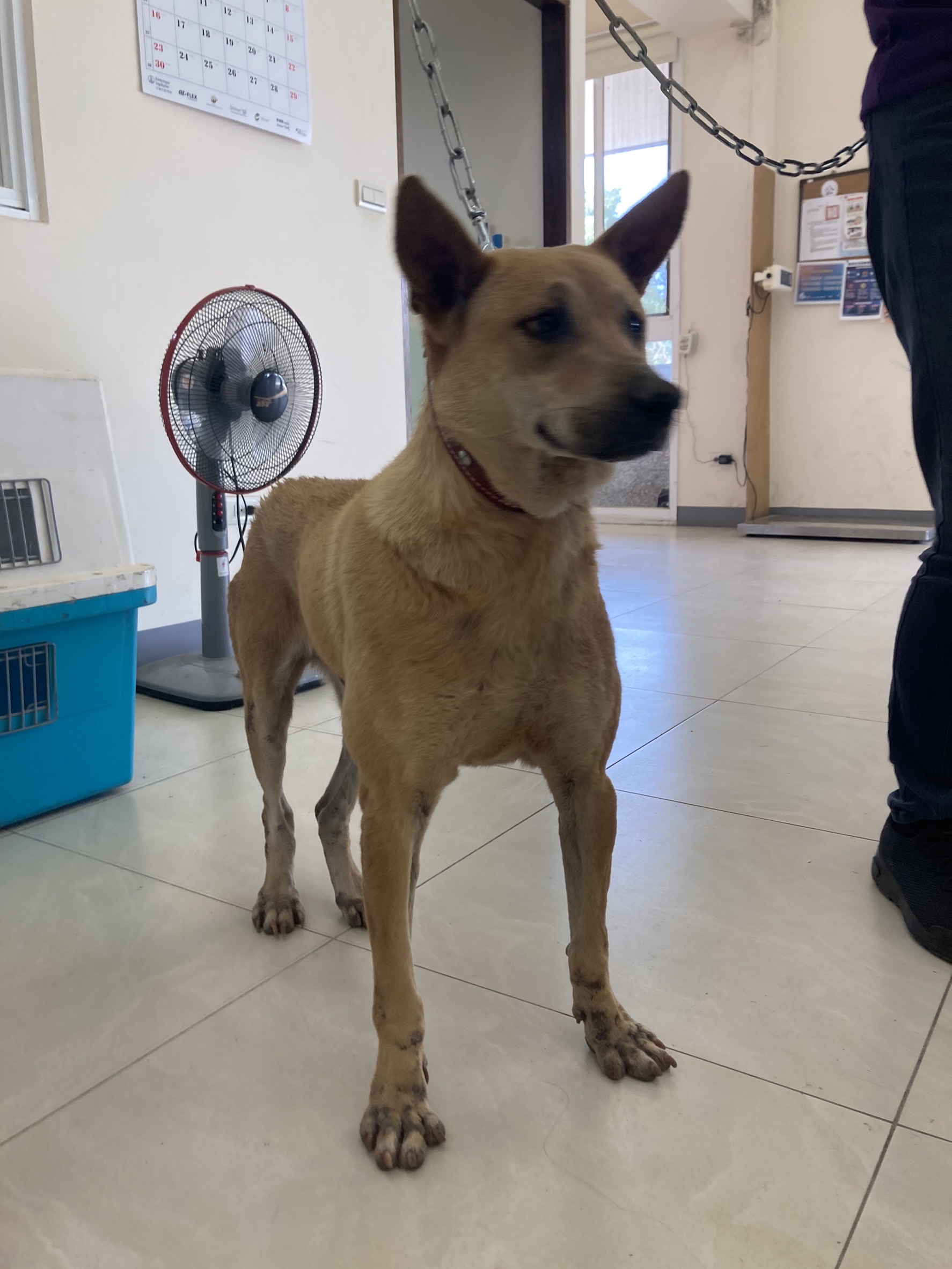 金門縣已領養狗 混種犬
