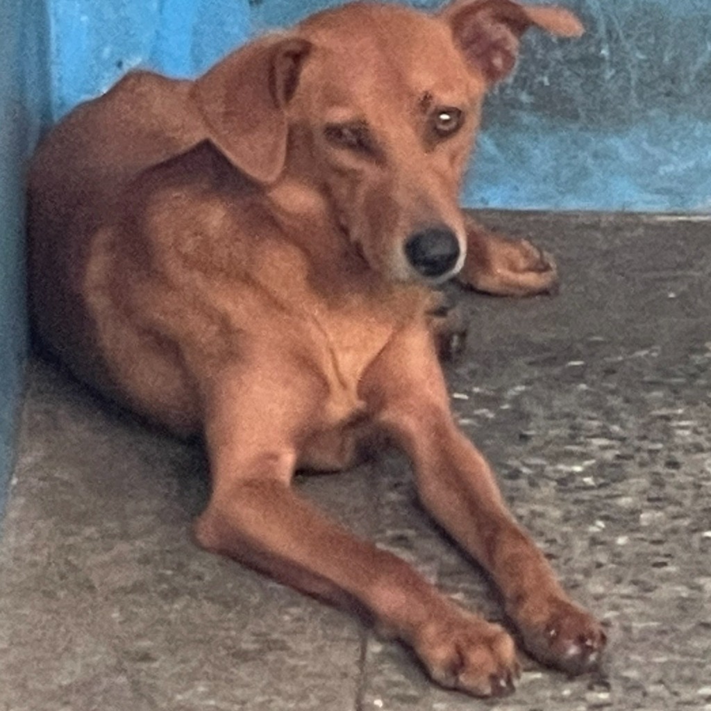 苗栗縣已領養狗 混種犬