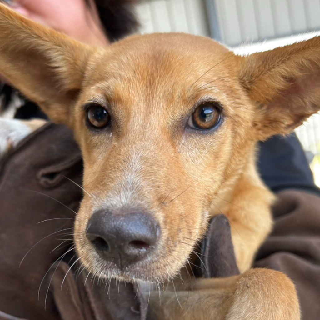 澎湖縣已領養狗 混種犬