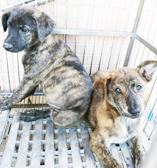 台中市已領養狗 混種犬