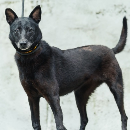 新北市已領養狗 混種犬