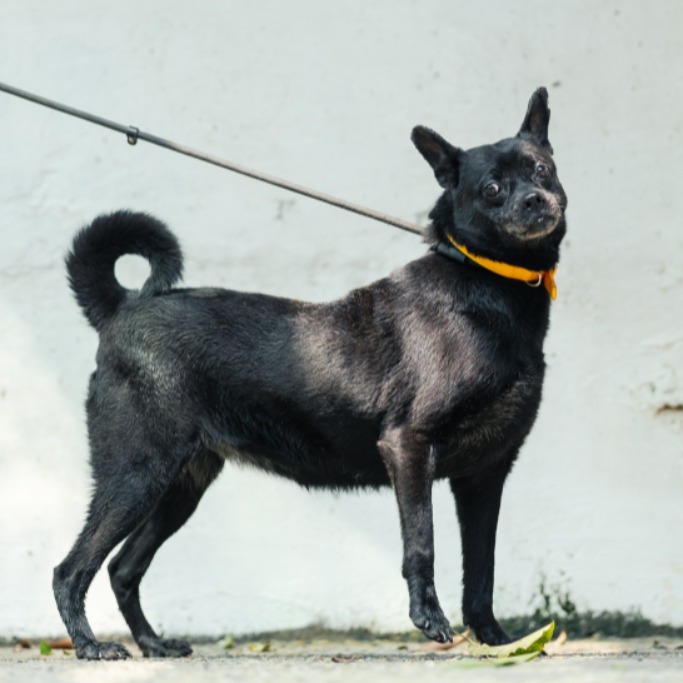 新北市已領養狗 混種犬
