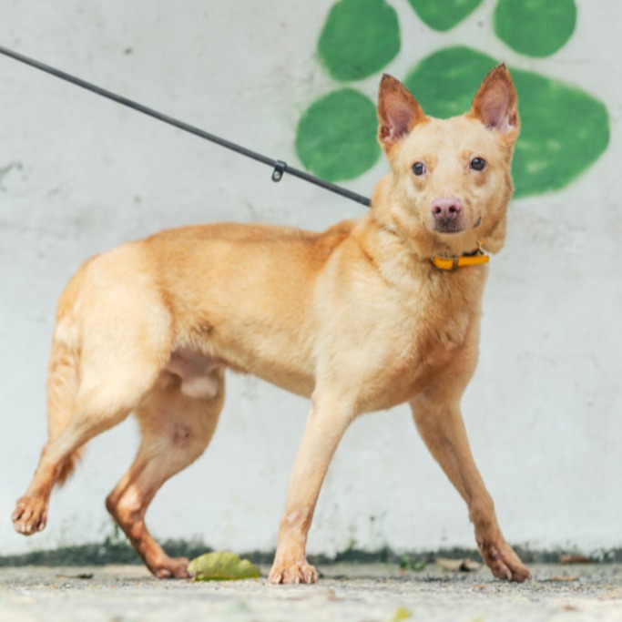 新北市已領養狗 混種犬