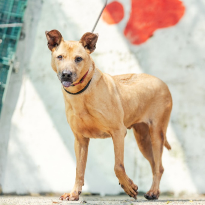 新北市已領養狗 混種犬