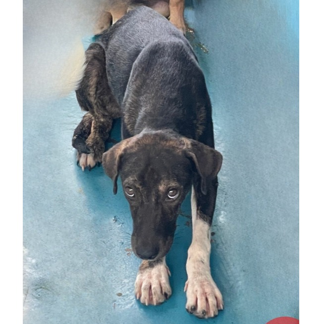 苗栗縣已領養狗 混種犬