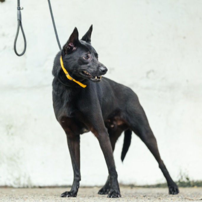 新北市已領養狗 混種犬