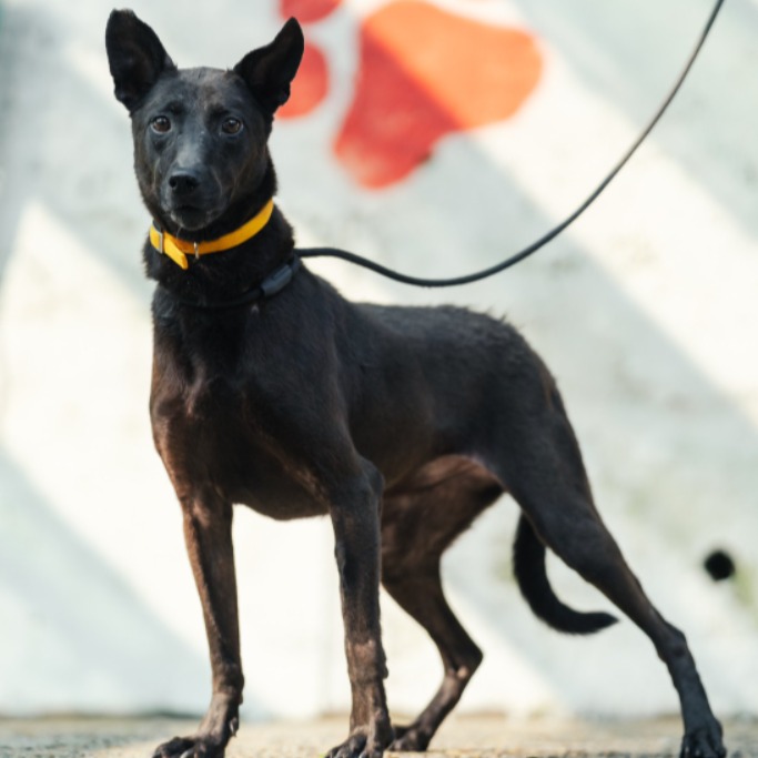 新北市已領養狗 混種犬