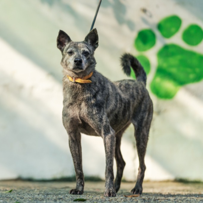 新北市已領養狗 混種犬