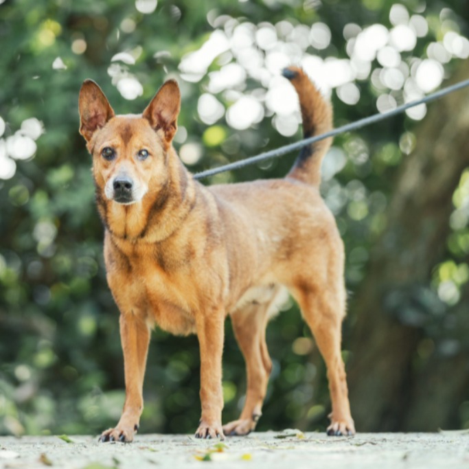新北市已領養狗 混種犬