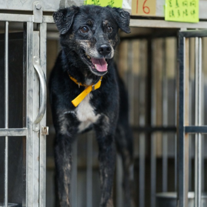 新北市已領養狗 混種犬