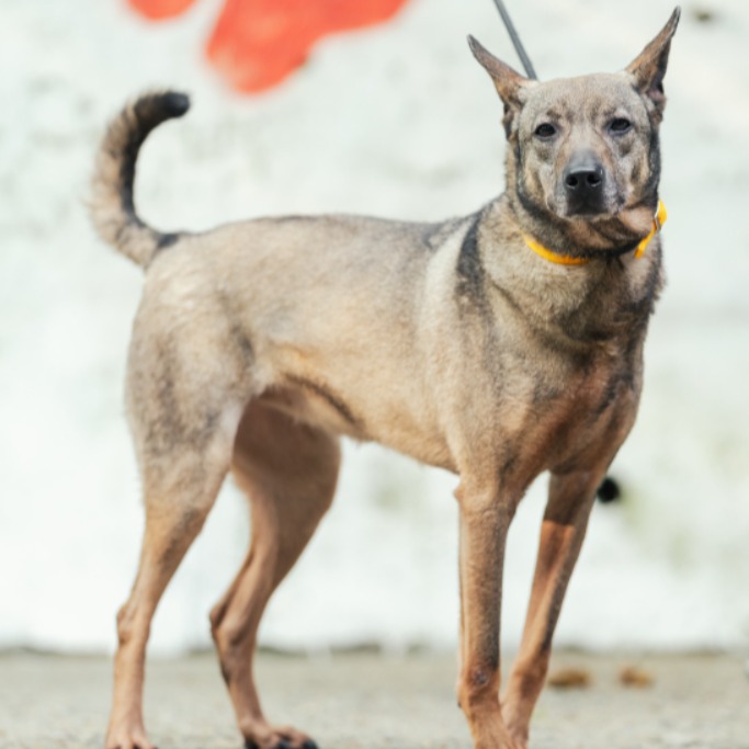新北市已領養狗 混種犬