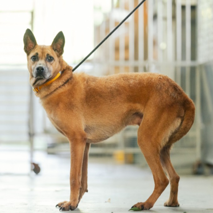 新北市已領養狗 混種犬