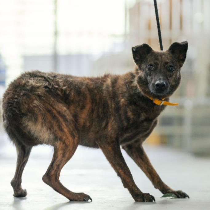 新北市已領養狗 混種犬