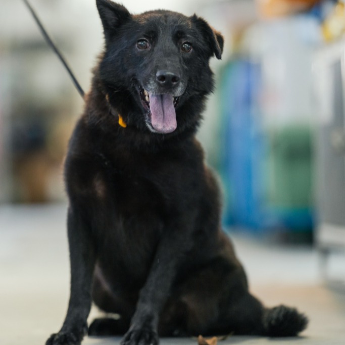 新北市已領養狗 混種犬