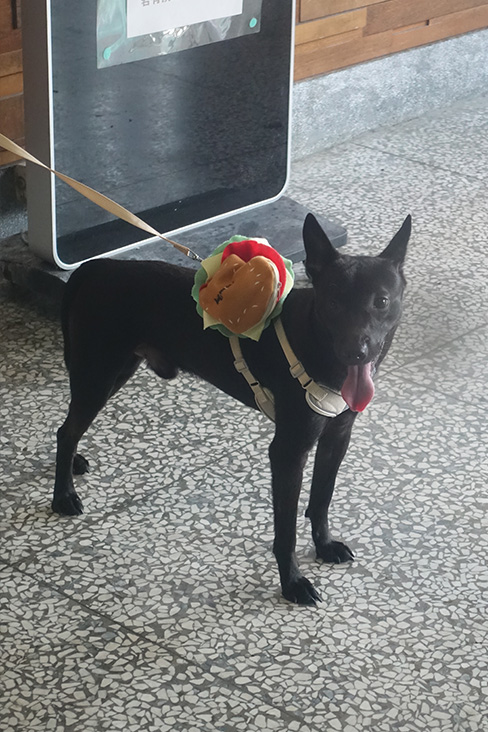 宜蘭縣已領養狗 混種犬