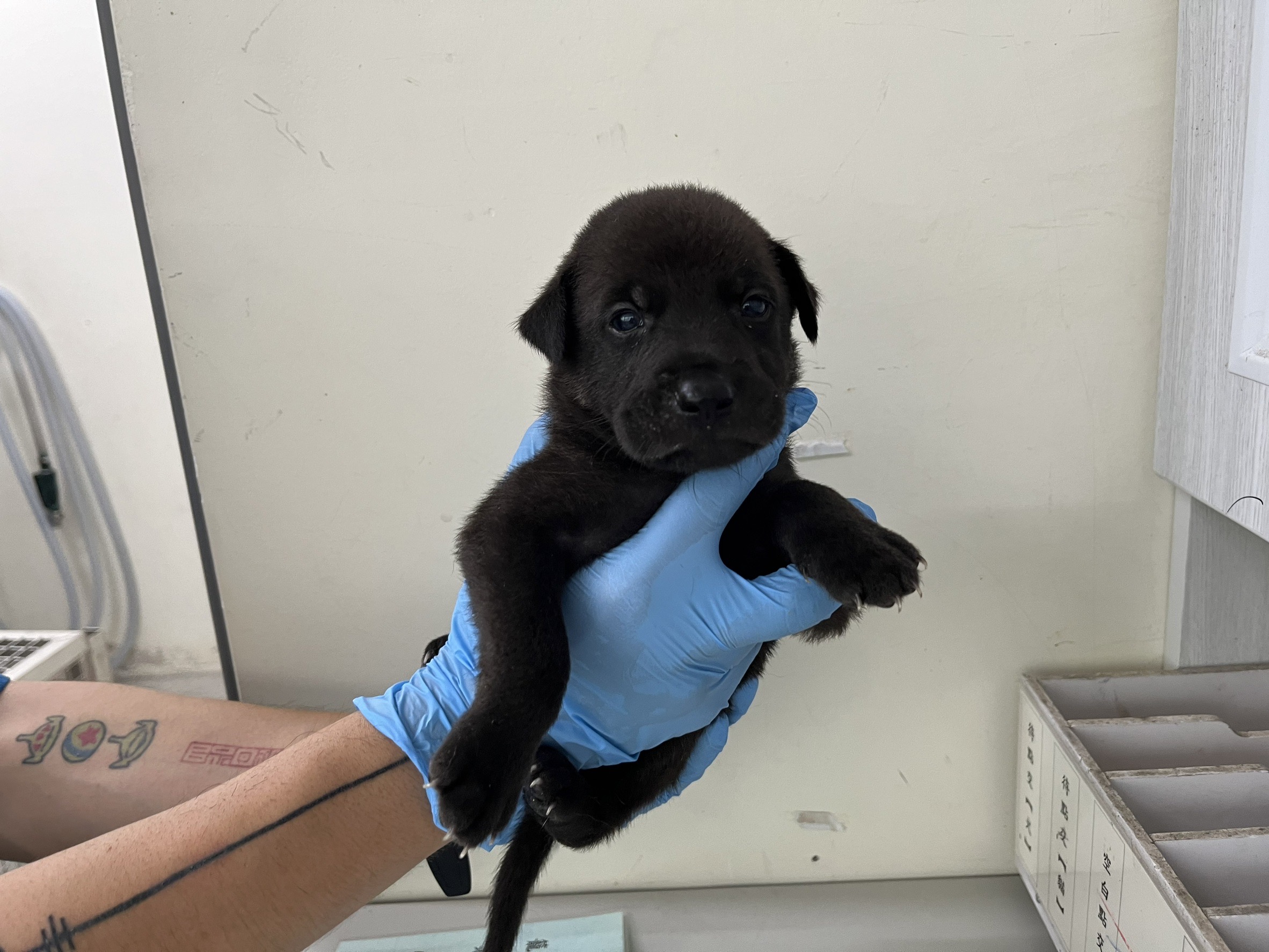 台北市已領養狗 混種犬