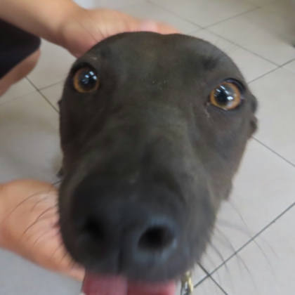 台南市待認養狗｜混種犬｜黑色｜母
