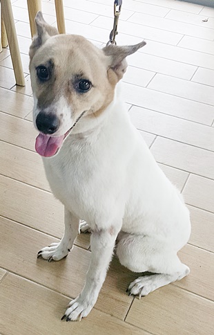 台中市已領養狗 混種犬