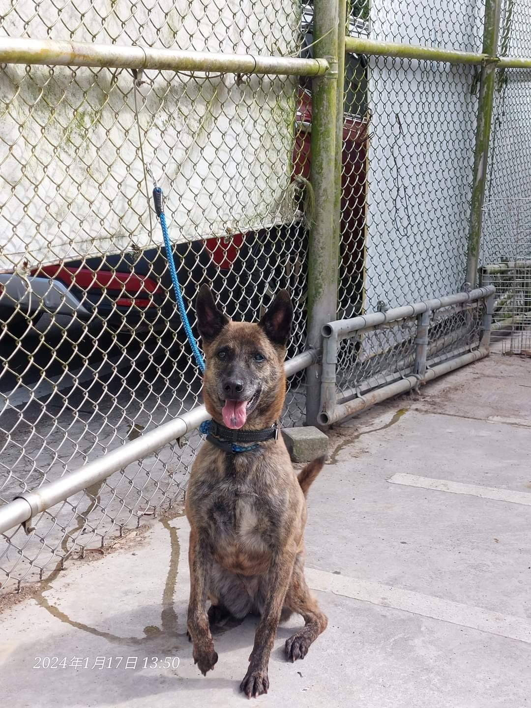 新北市已領養狗 混種犬