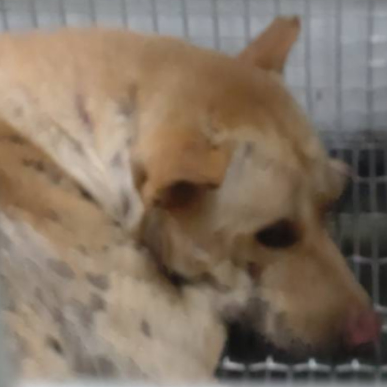 台南市已領養狗 混種犬